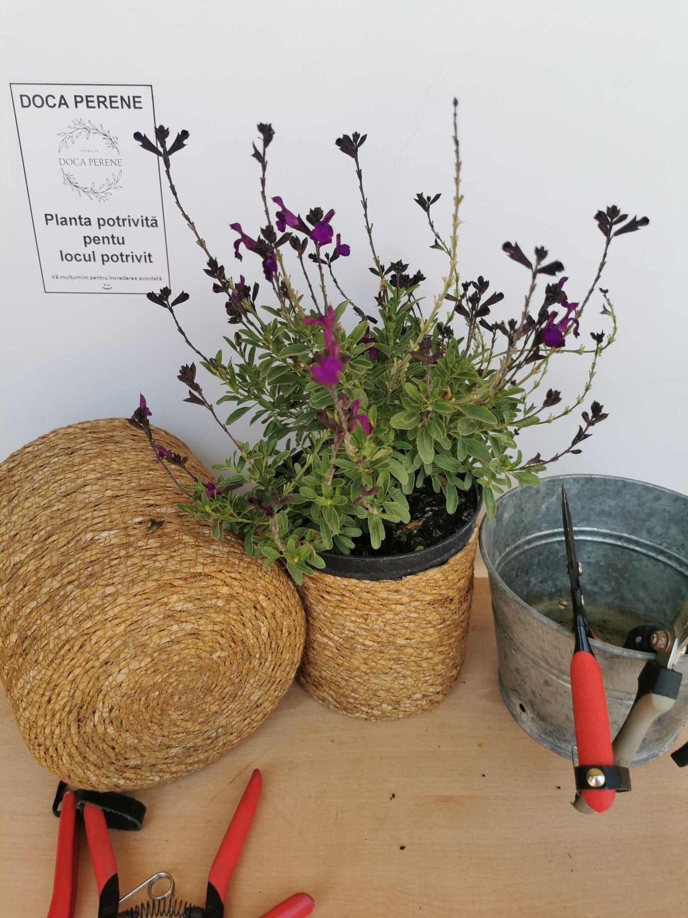 Salvie - Salvia greggii Mirage Deep Purple