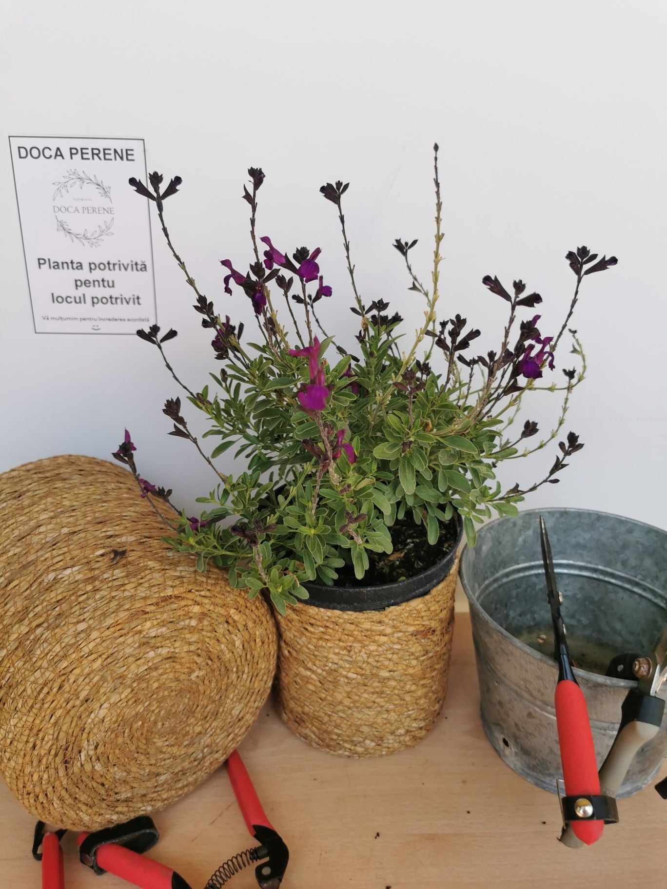 Salvie - Salvia greggii Mirage Deep Purple