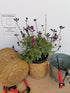Salvie - Salvia greggii Mirage Deep Purple