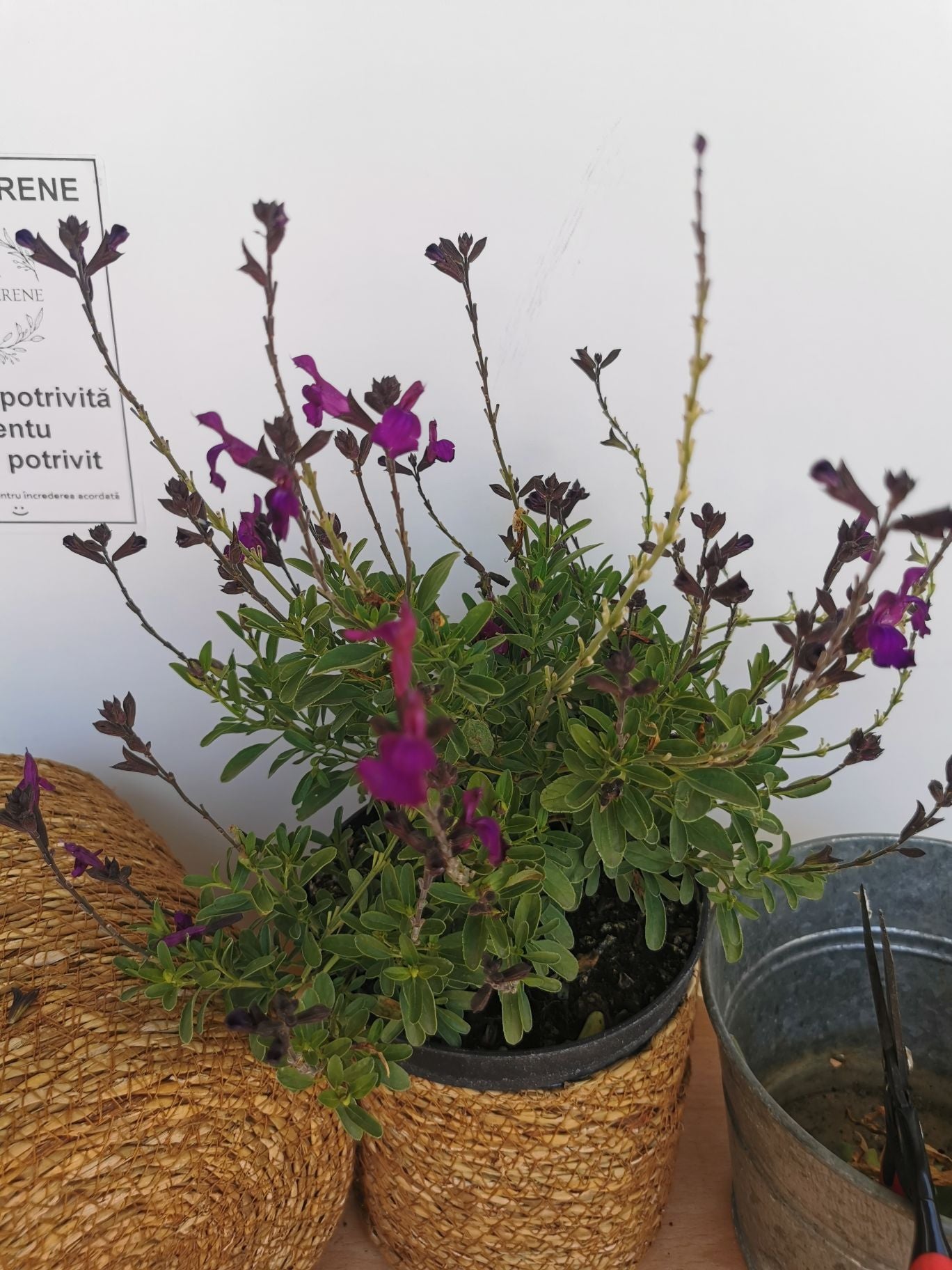 Salvie - Salvia greggii Mirage Deep Purple
