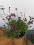 Salvie - Salvia greggii Mirage Deep Purple