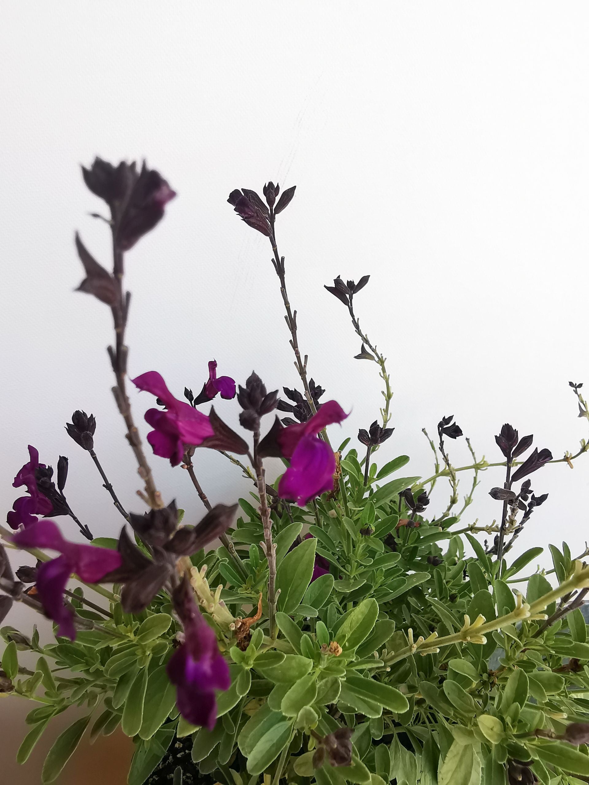 Salvie - Salvia greggii Mirage Deep Purple