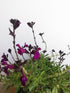 Salvie - Salvia greggii Mirage Deep Purple