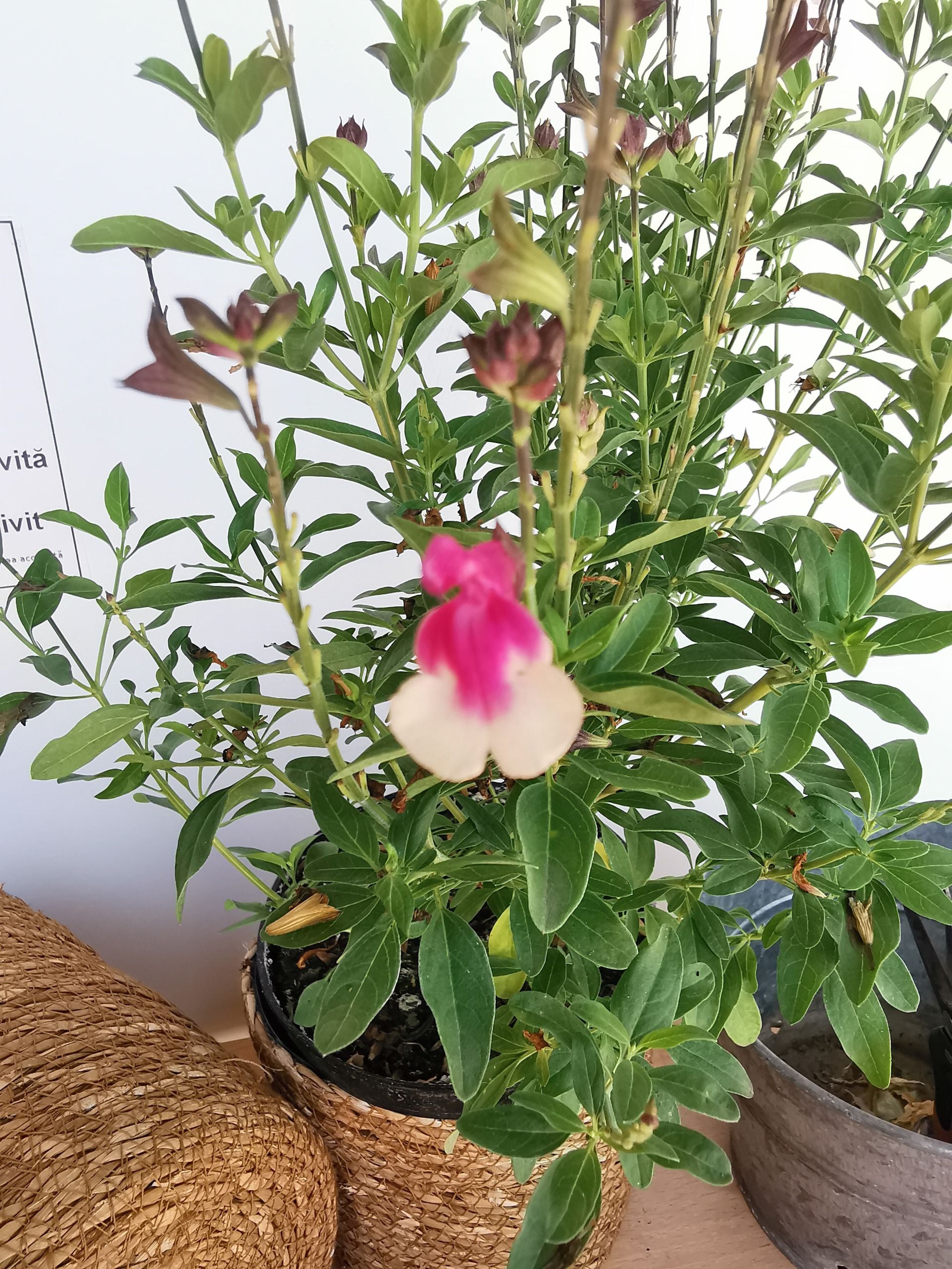 Salvie - Salvia greggii Mirage Rose Bicolor