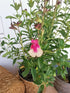 Salvie - Salvia greggii Mirage Rose Bicolor