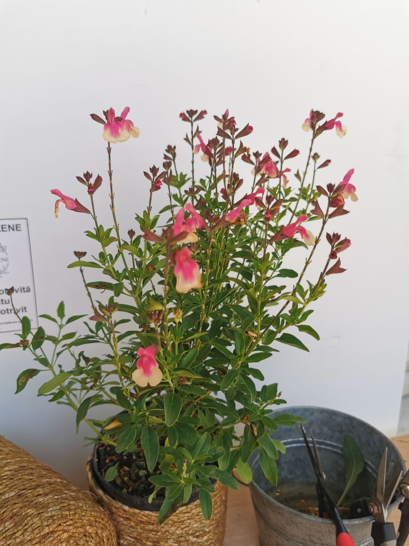 Salvie - Salvia greggii Mirage Rose Bicolor