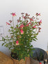 Salvie - Salvia greggii Mirage Rose Bicolor