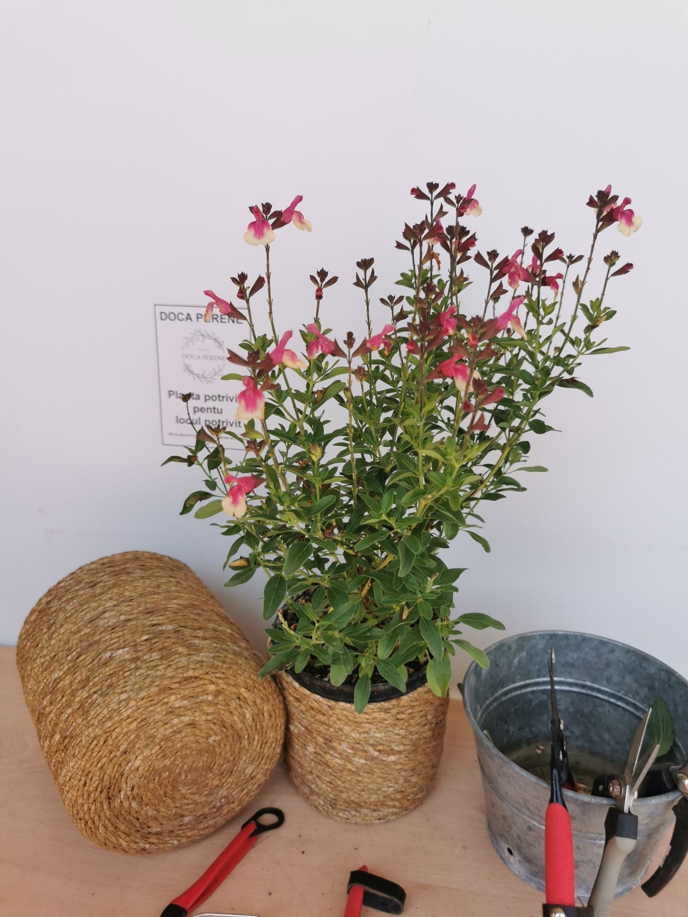 Salvie - Salvia greggii Mirage Rose Bicolor