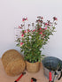 Salvie - Salvia greggii Mirage Rose Bicolor