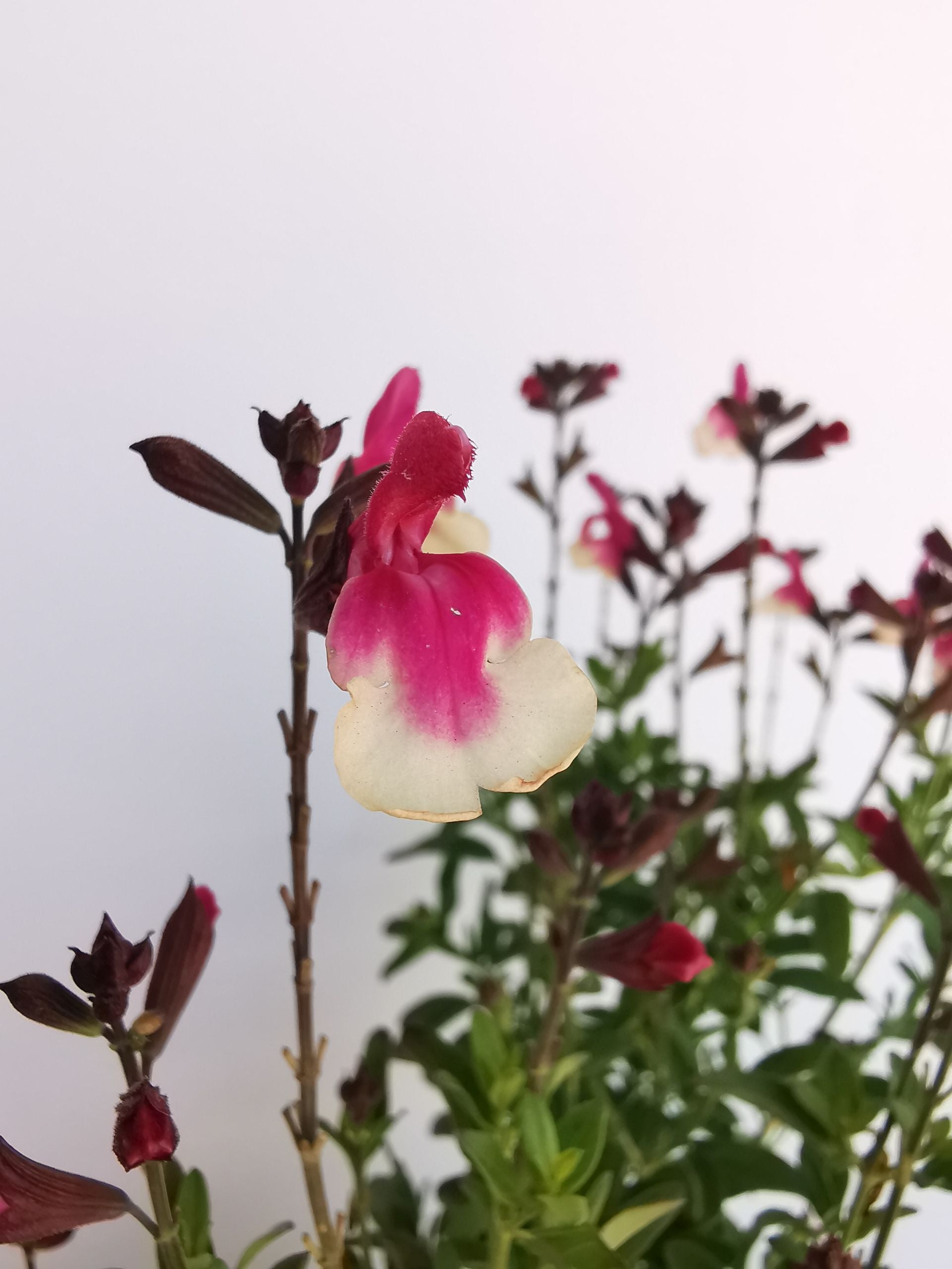 Salvie - Salvia greggii Mirage Rose Bicolor