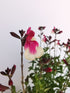 Salvie - Salvia greggii Mirage Rose Bicolor
