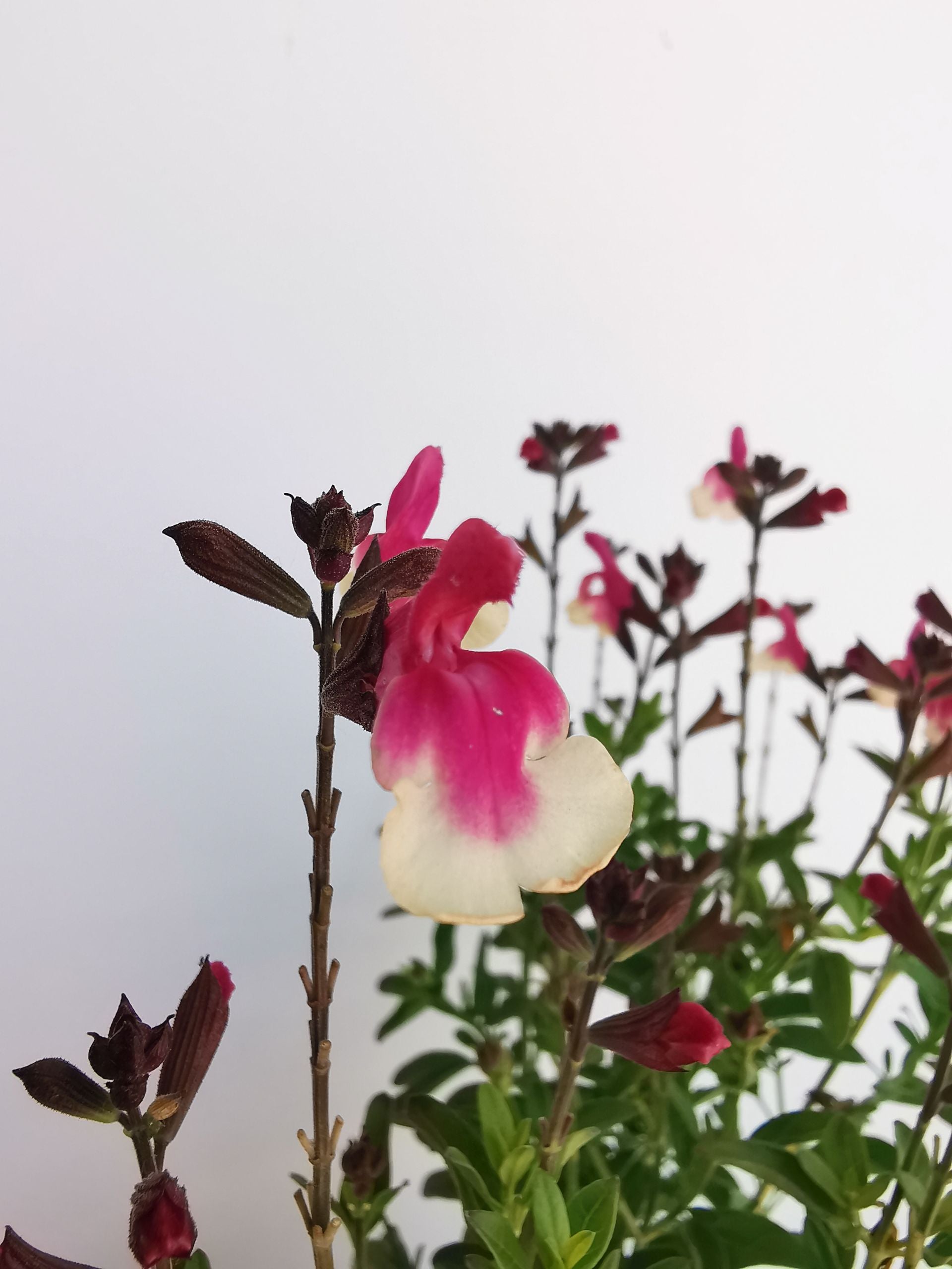 Salvie - Salvia greggii Mirage Rose Bicolor