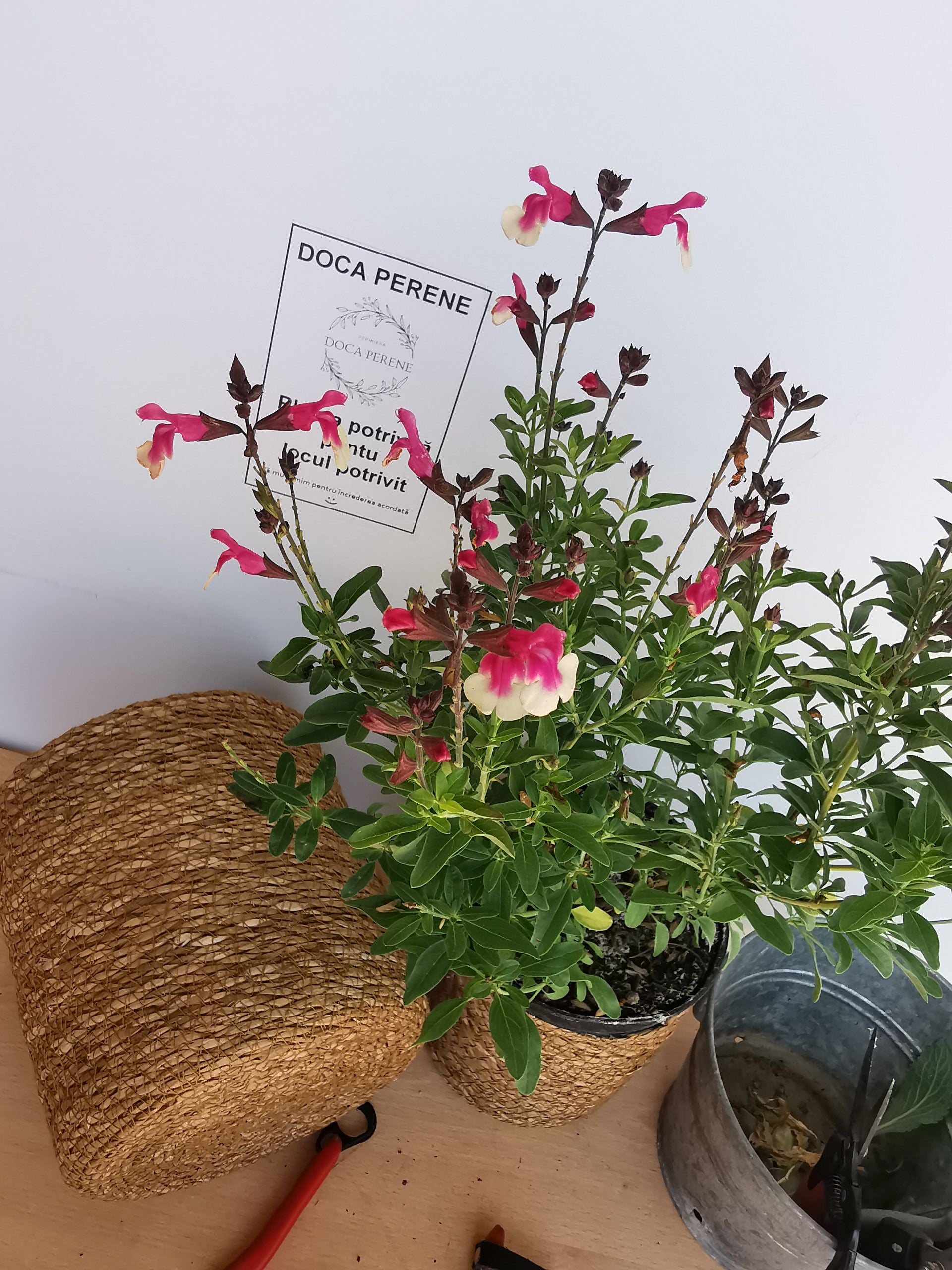Salvie - Salvia greggii Mirage Rose Bicolor