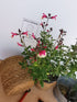 Salvie - Salvia greggii Mirage Rose Bicolor