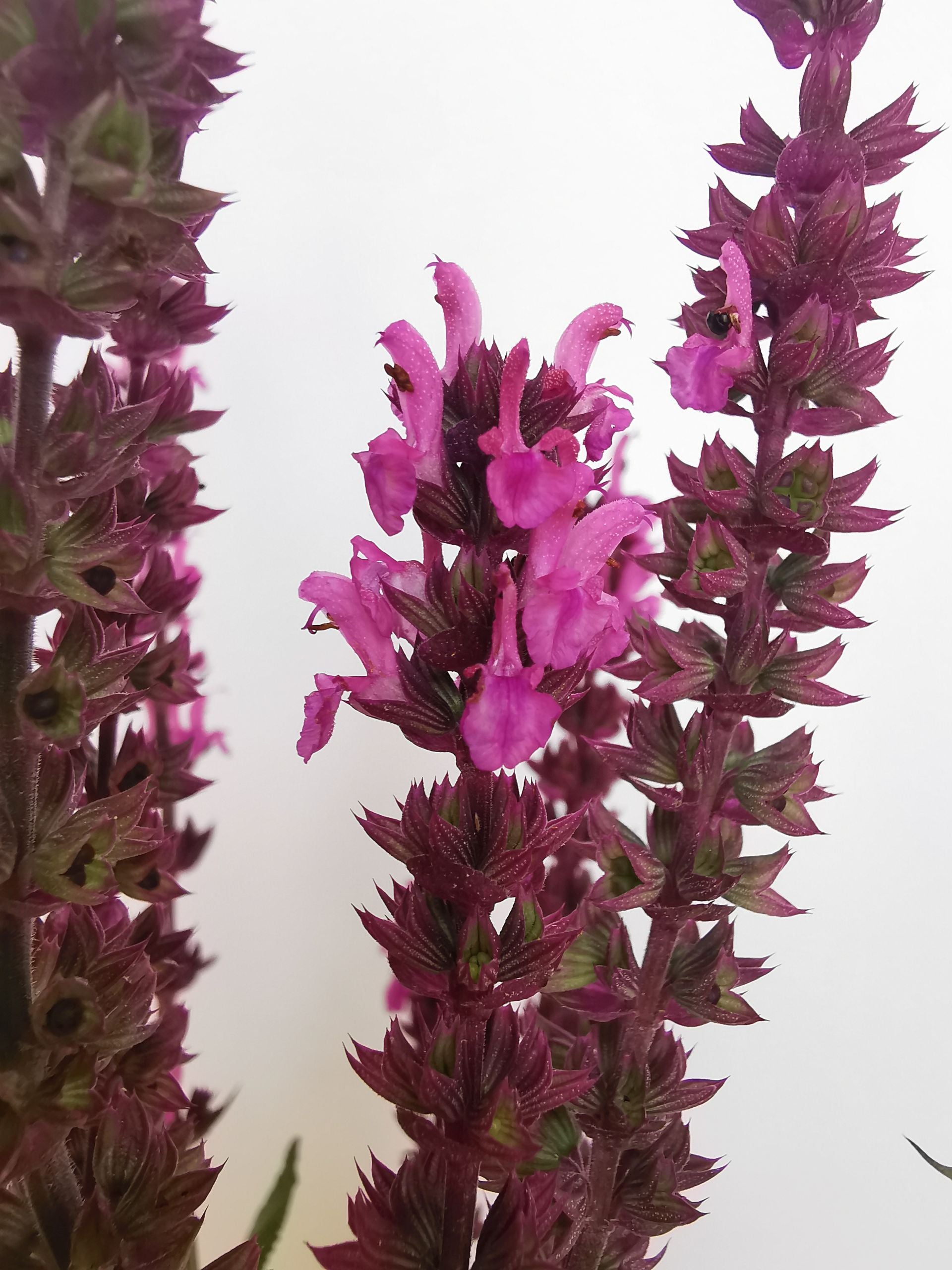 Jaleș roz - Salvia nemorosa 'Synchro Pink'