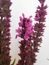 Jaleș roz - Salvia nemorosa 'Synchro Pink'