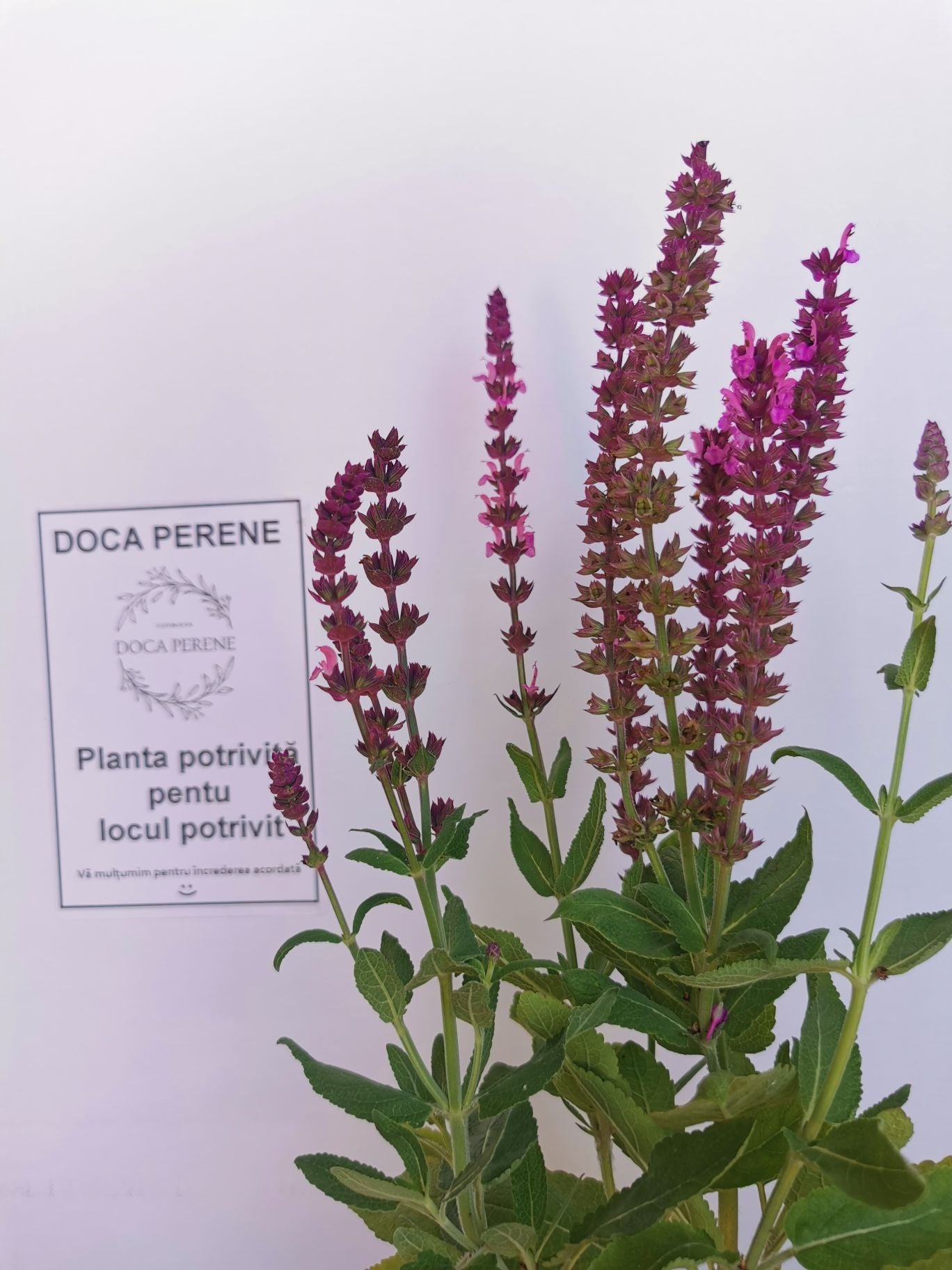 Jaleș roz - Salvia nemorosa 'Synchro Pink'