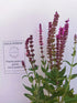 Jaleș roz - Salvia nemorosa 'Synchro Pink'