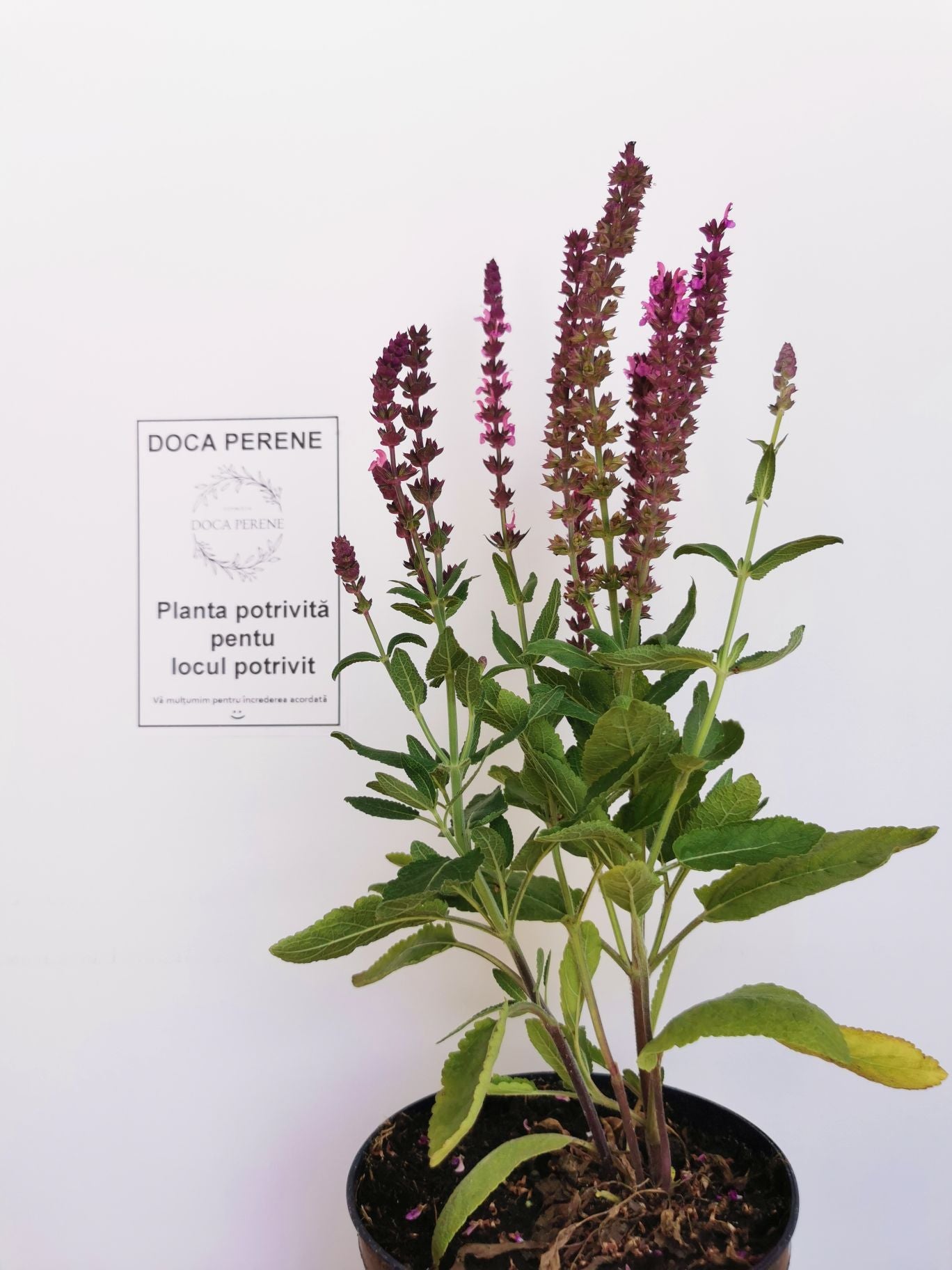 Jaleș roz - Salvia nemorosa 'Synchro Pink'