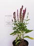 Jaleș roz - Salvia nemorosa 'Synchro Pink'