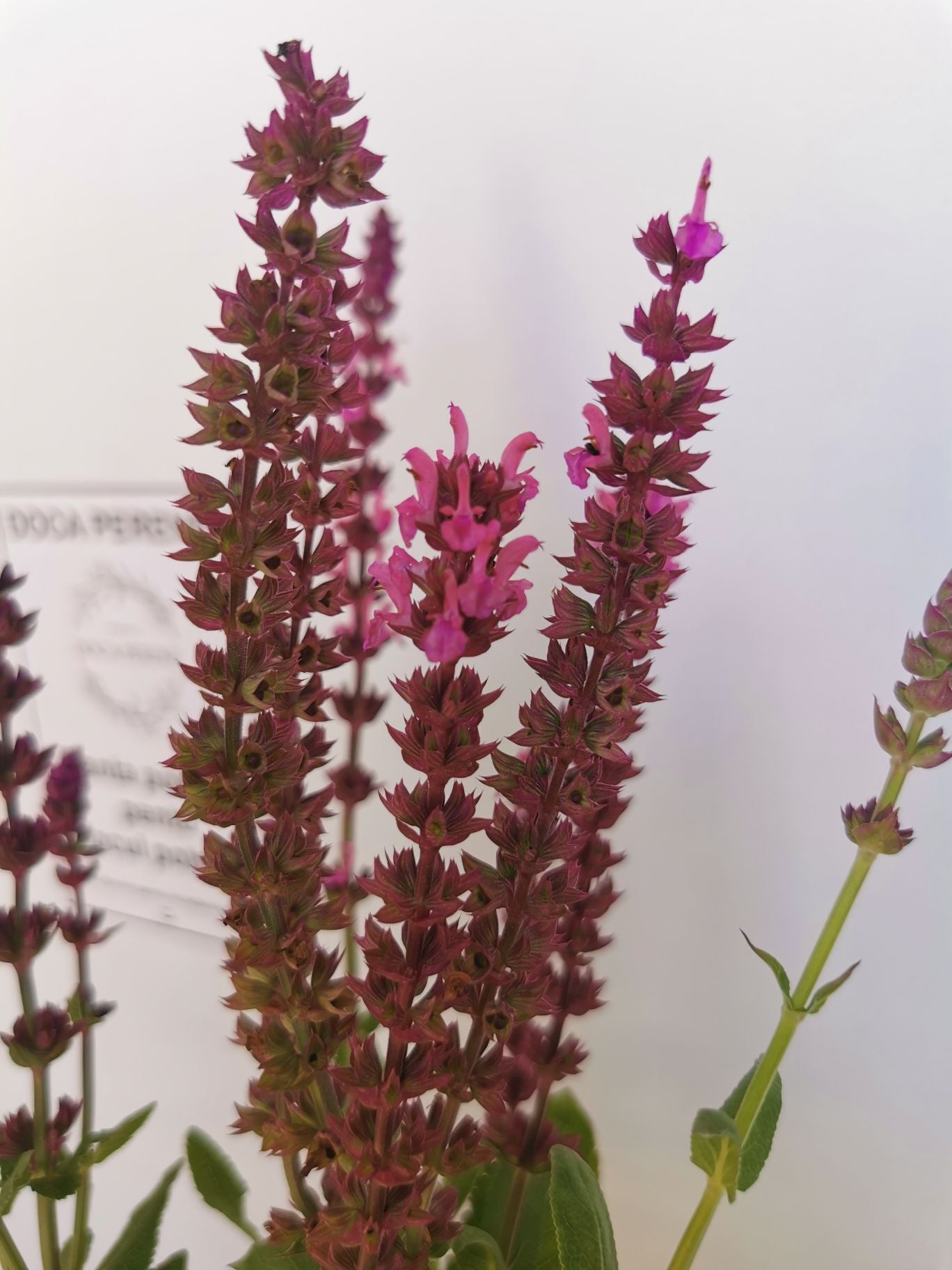 Jaleș roz - Salvia nemorosa 'Synchro Pink'