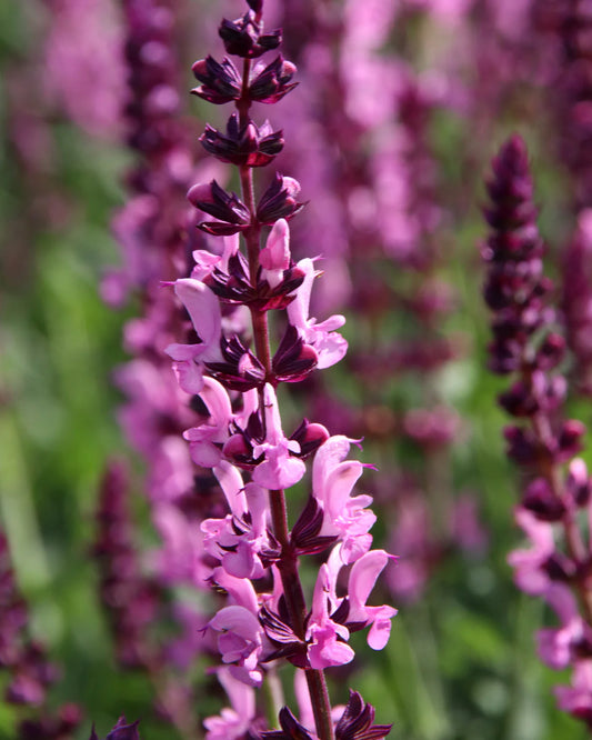 Jaleș de câmp roz - Salvia nemorosa 'Pink Beauty'