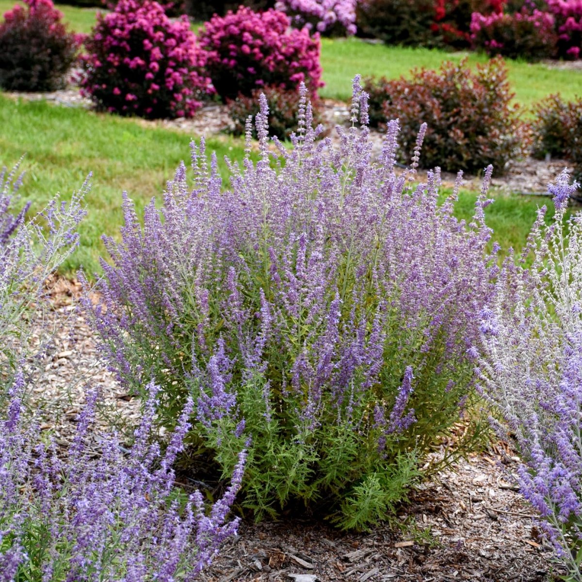 Salvia rusească - Perovskia atriplicifolia Bluesette - DocaPerene