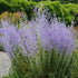 Salvia rusească - Perovskia atriplicifolia Bluesette - DocaPerene