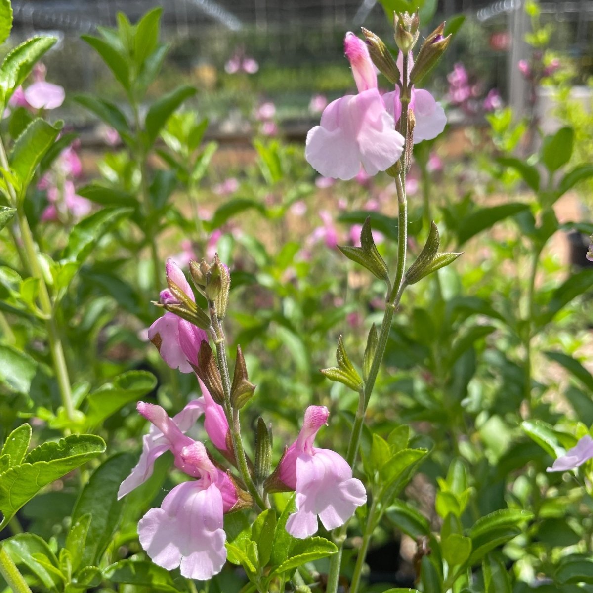 Salvia - Salvia greggii Mirage™ Soft Pink - DocaPerene