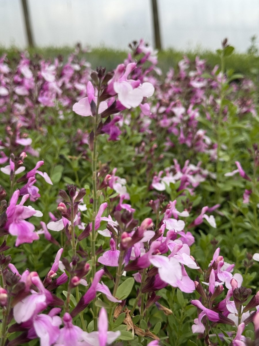 Salvia - Salvia greggii Mirage™ Soft Pink - DocaPerene