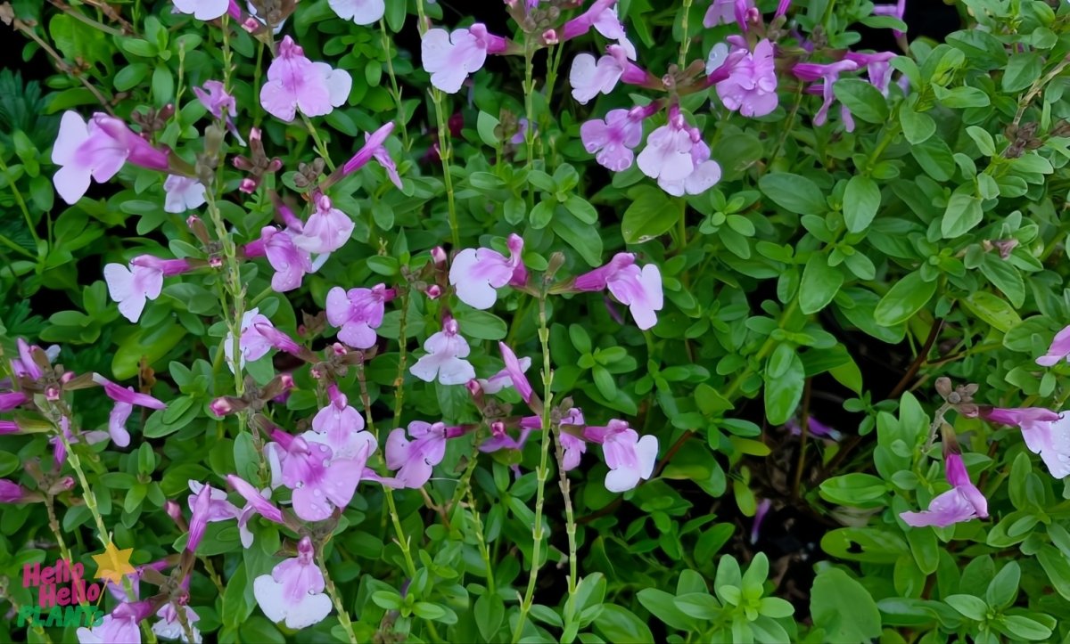 Salvia - Salvia greggii Mirage™ Soft Pink - DocaPerene