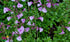 Salvia - Salvia greggii Mirage™ Soft Pink - DocaPerene