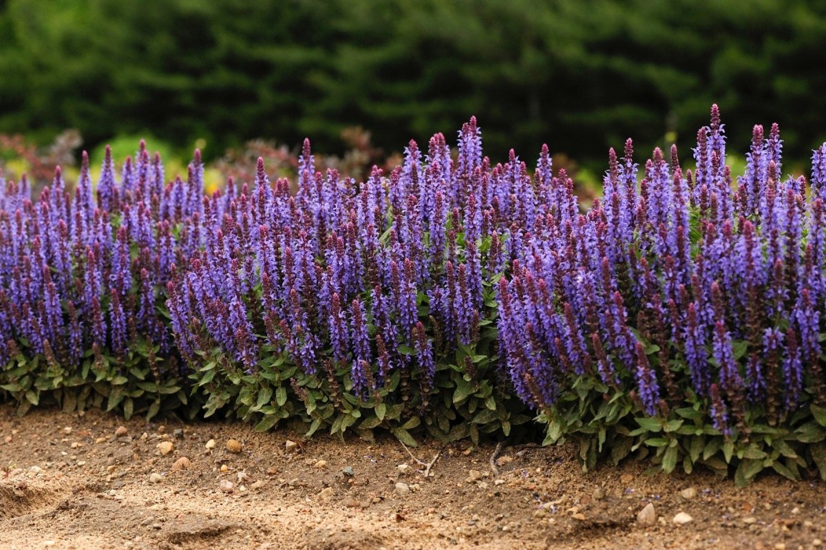 Salvia - Salvia nemorosa Sensation® Compact Deep Blue - DocaPerene