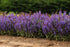 Salvia - Salvia nemorosa Sensation® Compact Deep Blue - DocaPerene