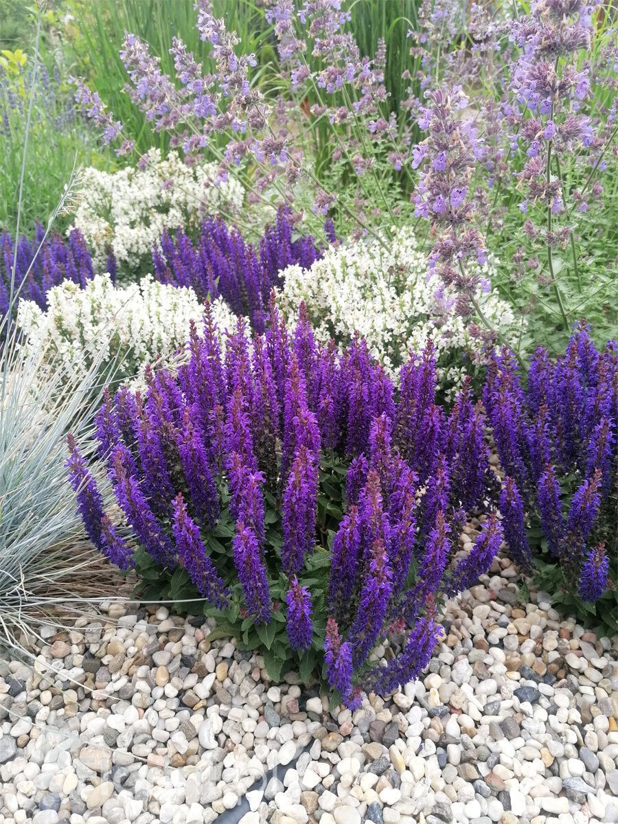 Salvia - Salvia nemorosa Sensation® Compact Deep Blue - DocaPerene