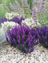 Salvia - Salvia nemorosa Sensation® Compact Deep Blue - DocaPerene
