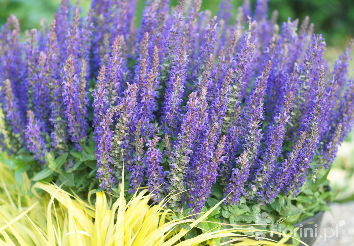 Salvia - Salvia nemorosa Sensation® Compact Deep Blue - DocaPerene