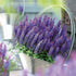 Salvia - Salvia nemorosa Sensation® Compact Deep Blue - DocaPerene