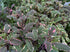Salvie -  Salvia officinalis ‘Tricolor’