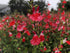 Salvie roșie - Salvia microphylla 'Hot Lips' - DocaPerene