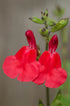 Salvie roșie - Salvia microphylla 'Hot Lips' - DocaPerene