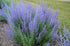 Salvie rusească - Perovskia atriplicifolia 'Blue Steel' - DocaPerene