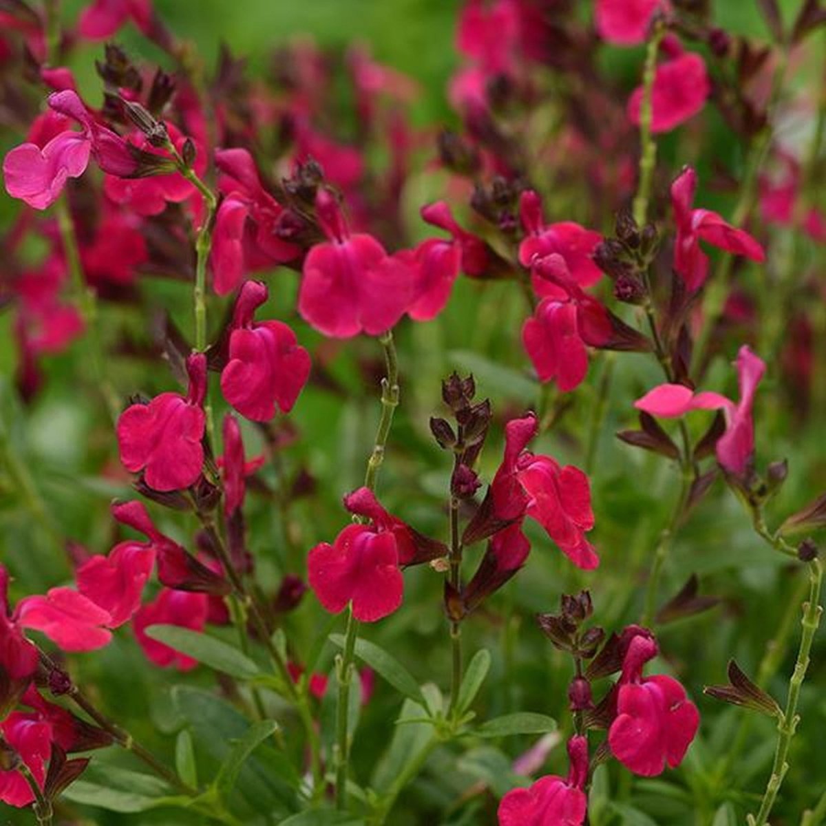 Salvie - Salvia greggii Mirage Burgundy - DocaPerene