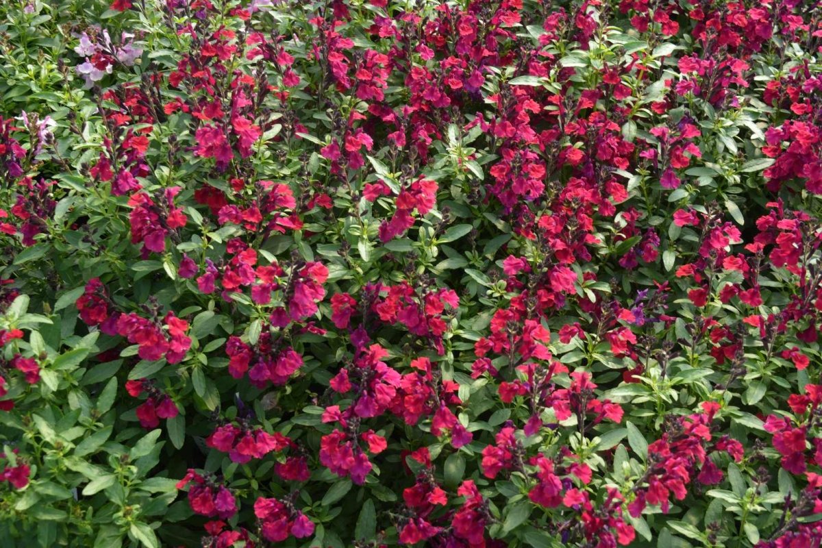 Salvie - Salvia greggii Mirage Burgundy - DocaPerene