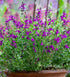Salvie - Salvia greggii Mirage Deep Purple - DocaPerene