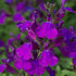 Salvie - Salvia greggii Mirage Deep Purple - DocaPerene