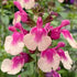 Salvie - Salvia greggii Mirage Rose Bicolor - DocaPerene
