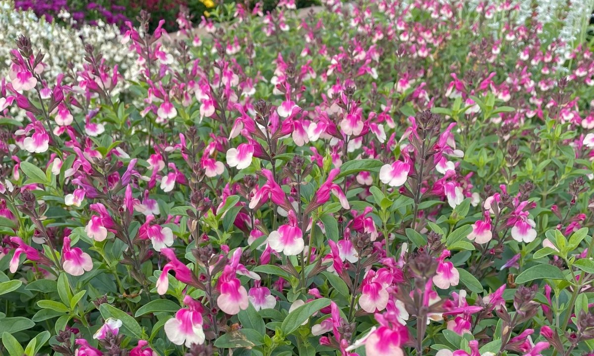 Salvie - Salvia greggii Mirage Rose Bicolor - DocaPerene