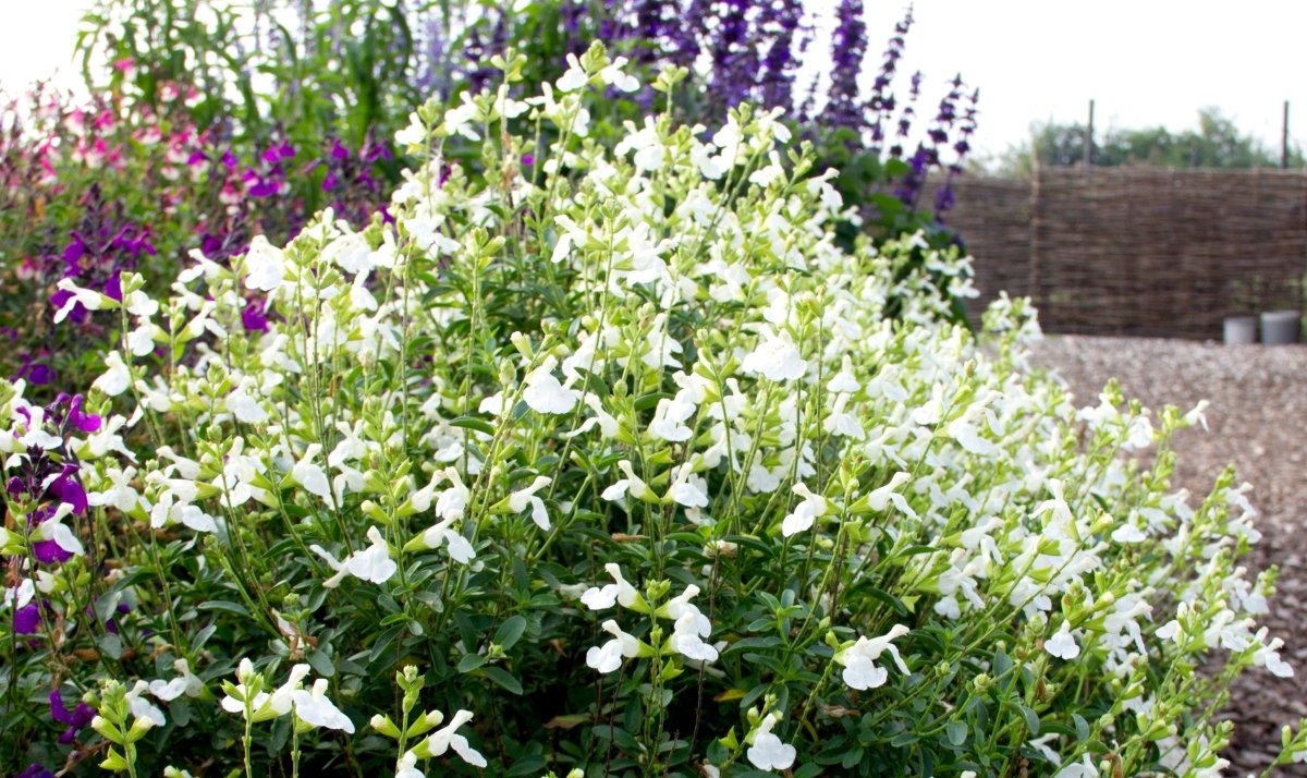 Salvie - Salvia greggii Mirage™ White - DocaPerene