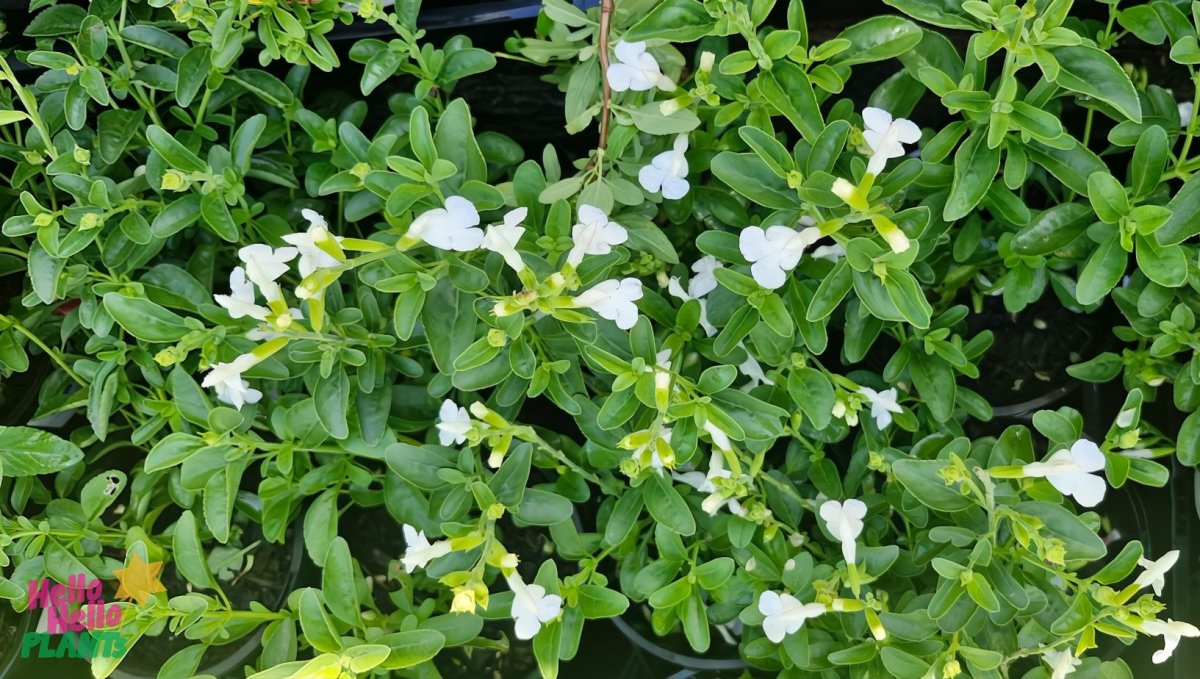 Salvie - Salvia greggii Mirage™ White - DocaPerene